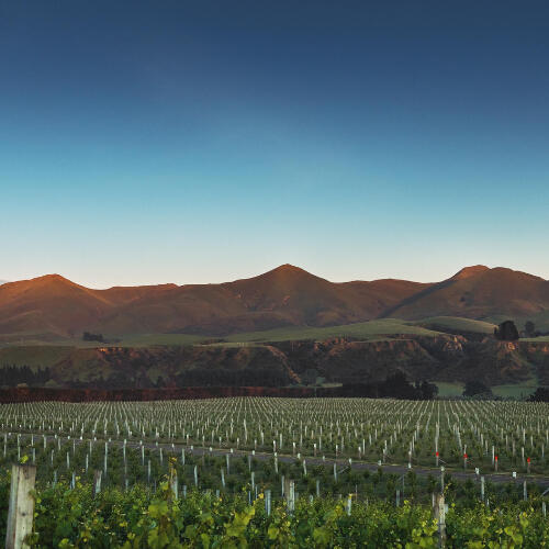 & Then Non Alcoholic Wine