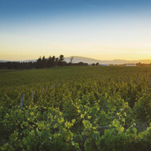 & Then Non Alcoholic Wine