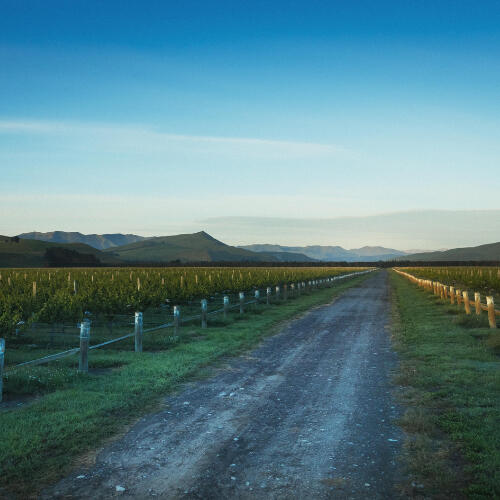 & Then Non Alcoholic Wine